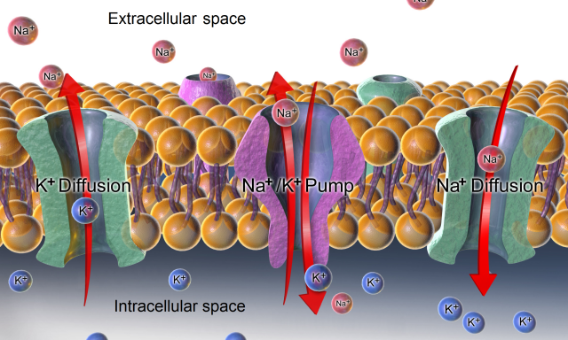 细胞膜上的钠钾泵和离子通道