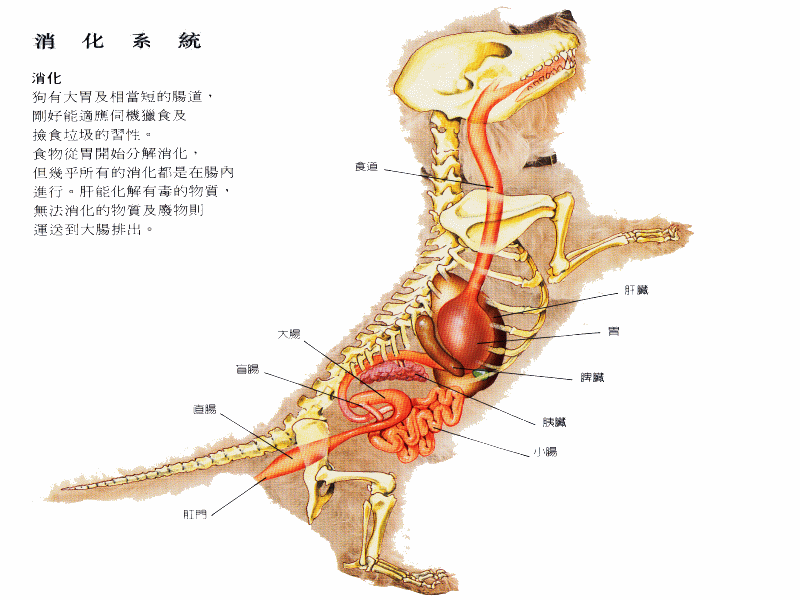 犬猫胃肠肝胰的解剖构造