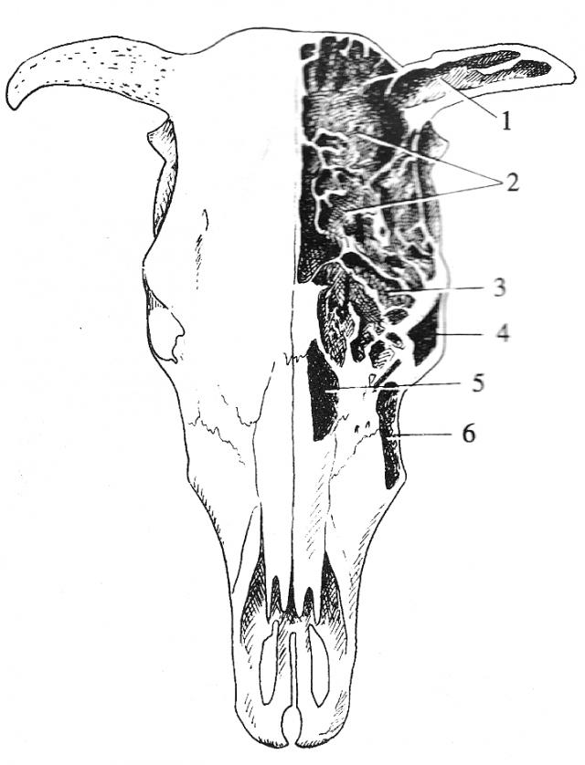 牛的额窦和上颌窦