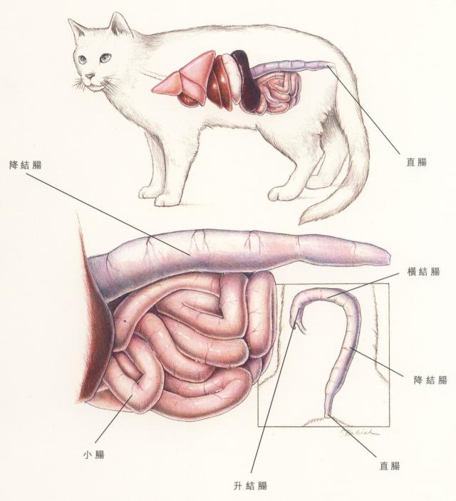 猫肠道的体表投影位置