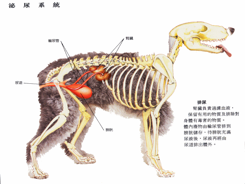 犬泌尿系统