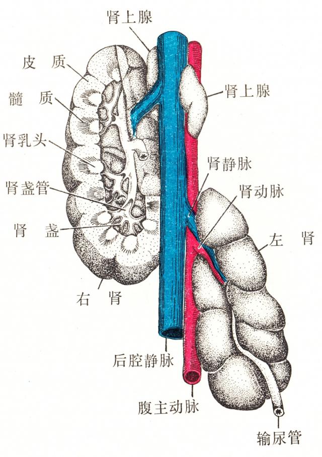 牛肾