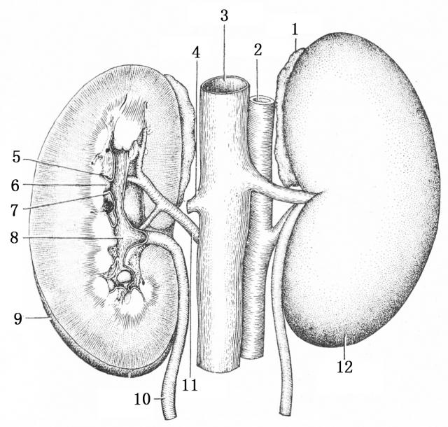 肾的解剖结构图手绘图片