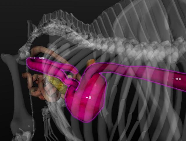 犬的食道、胃、十二指肠的形态与位置
