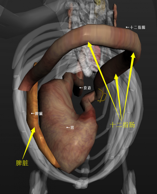 犬的食道、胃、十二指肠的形态与位置（后侧观）