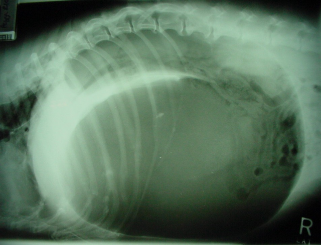犬胃扭转X线片