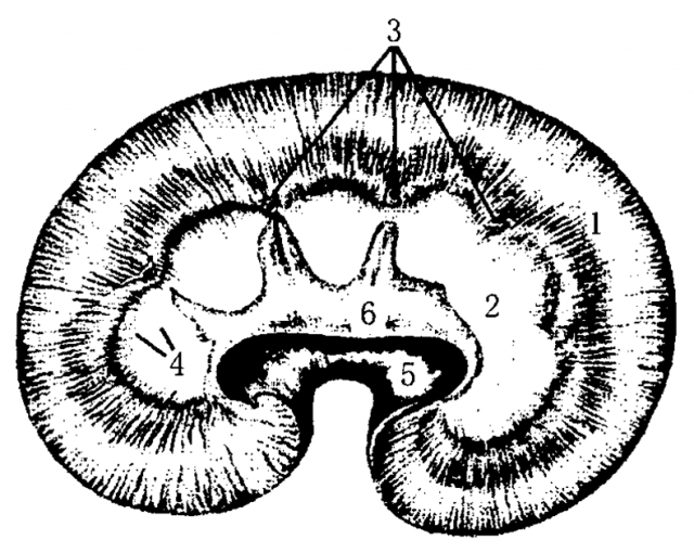 犬肾的纵切面