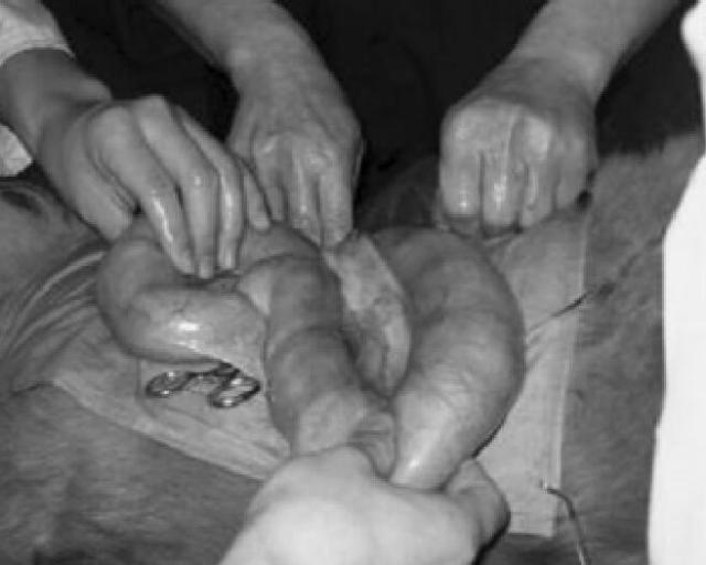 图8：松狮犬手术暴露的蓄脓子宫