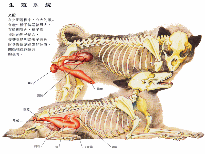 犬生殖系统