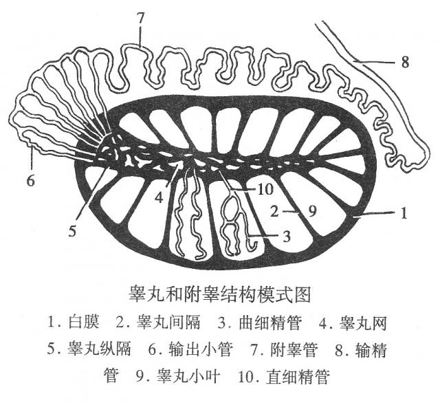 睾丸、附睾结构模式图