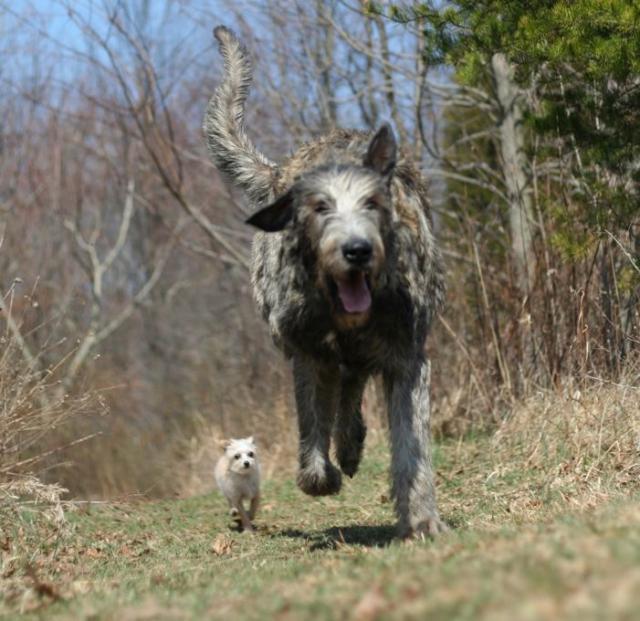 并肩奔跑的的爱尔兰猎狼犬和比熊犬