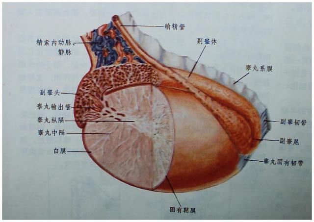 马睾丸