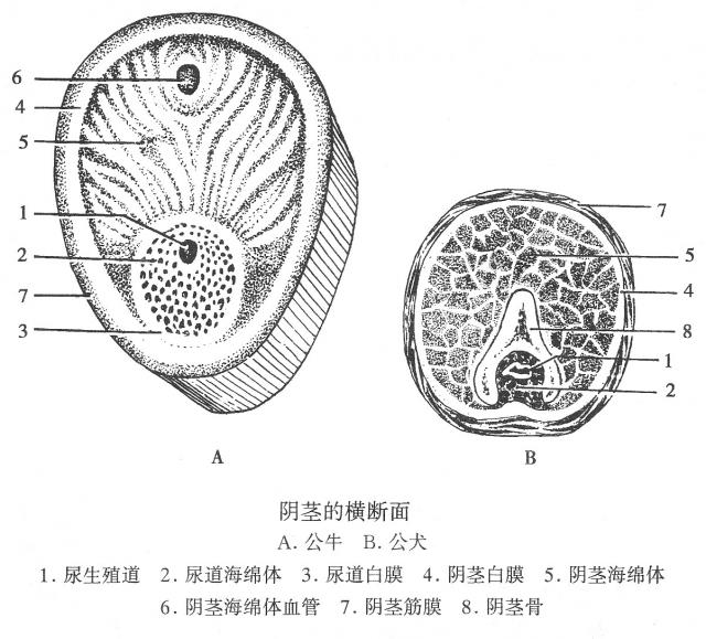 阴茎的横断面