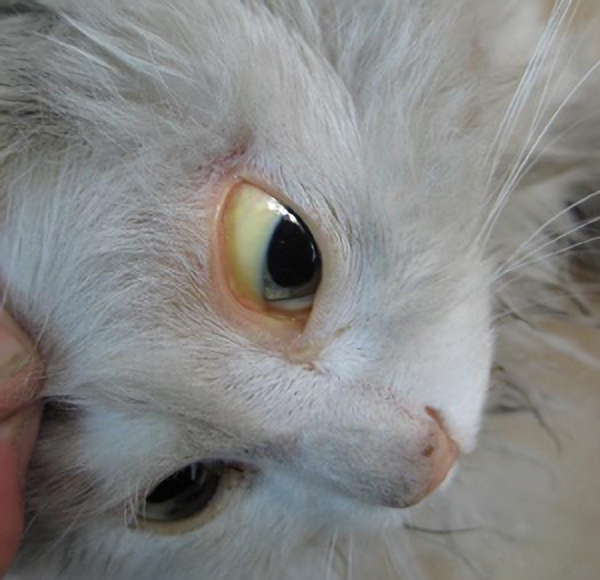 猫咪黄疸症状图片