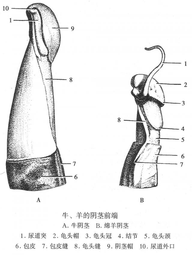 牛羊阴茎前端