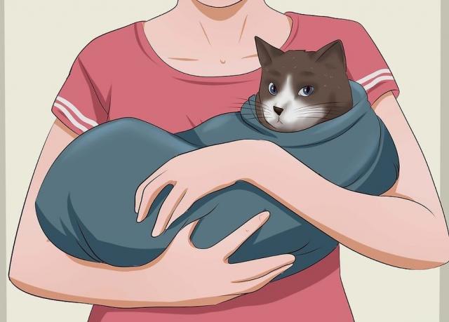 猫的保定：猫袋保定后由助手怀抱保定