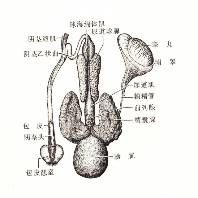 公猪生殖系统（背面）