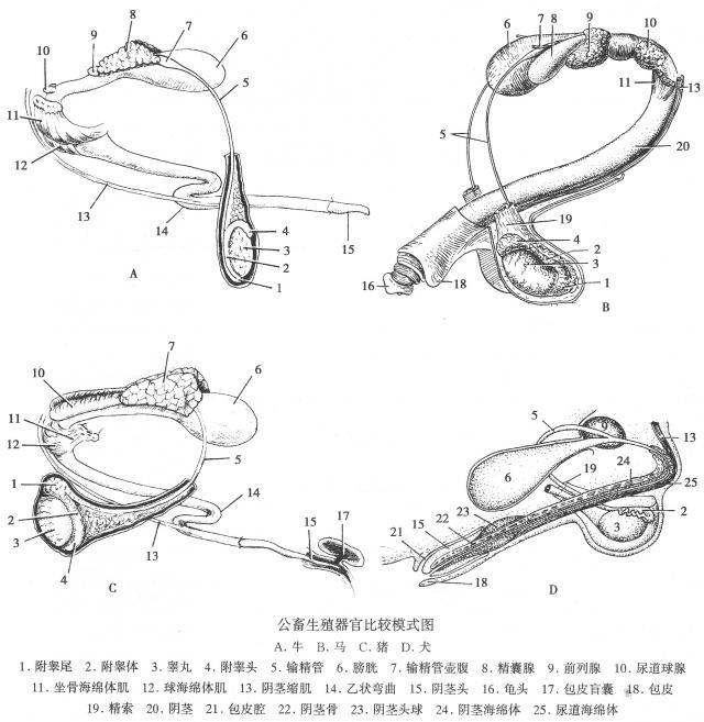 公畜生殖器官比较模式图