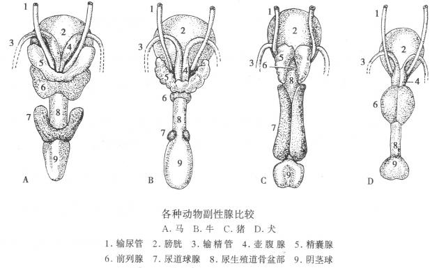 各种动物副性腺比较