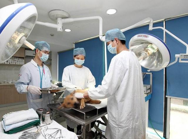 宠物外科手术室