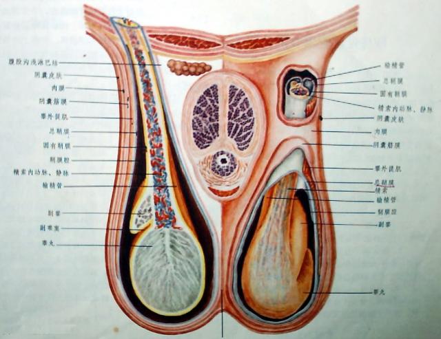 男人的阴囊真实 表面图片