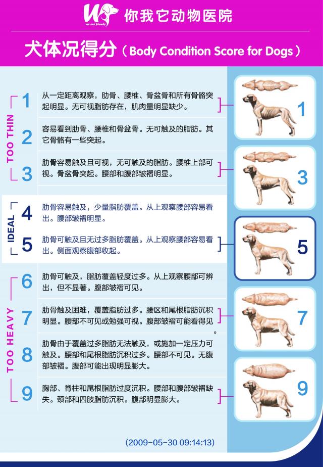 BCS体况评分系统（犬）