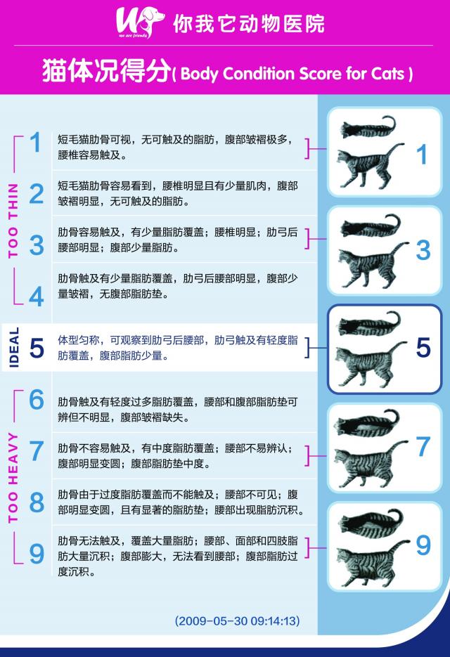 BCS体况评分系统（猫）