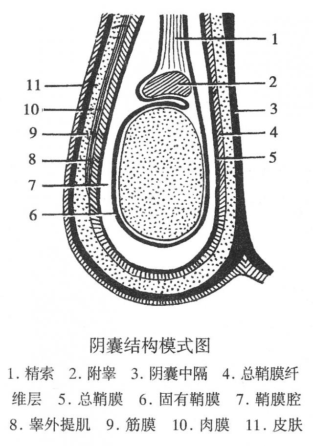 阴囊结构模式图