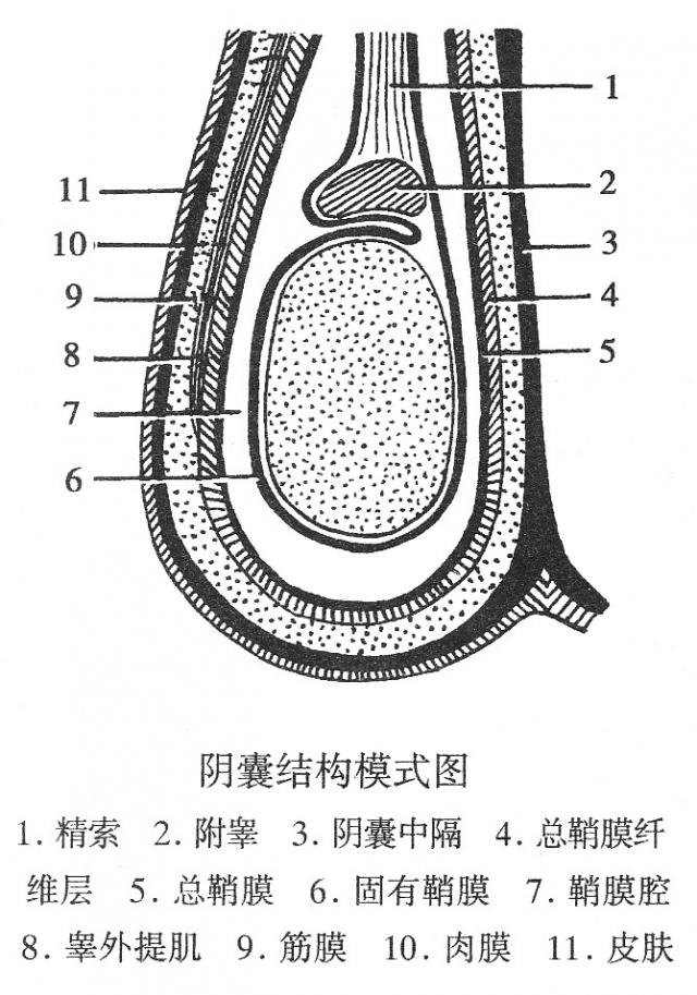 阴囊示意图图片