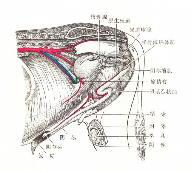 牛的子宫构造图图片图片