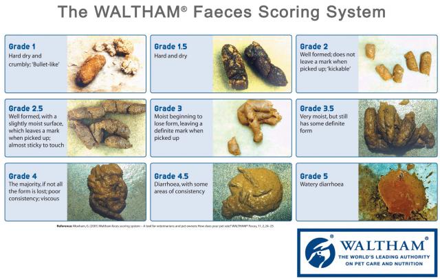 The-Waltham-Faeces-Scoring-System