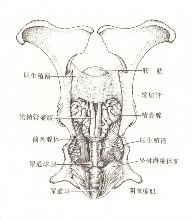公牛尿生殖道骨盆部（背面）
