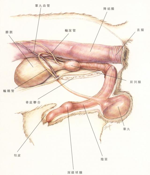 公犬泌尿生殖系统（彩图）