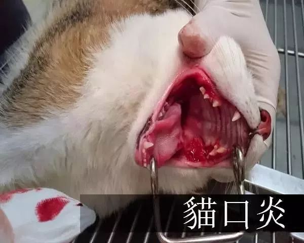 猫口炎病变