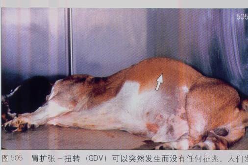 GDV患犬腹围膨大