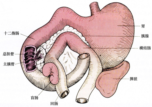 猫胰腺、胆总管和十二指肠的解剖学关系