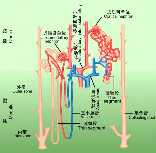 肾单位和肾血管的示意图 