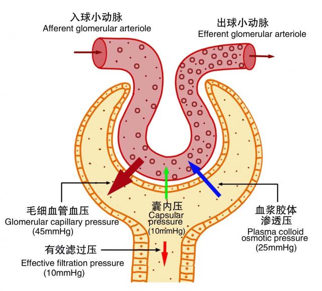 有效滤过压示意图