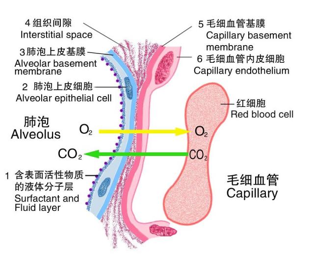 呼吸膜示意图