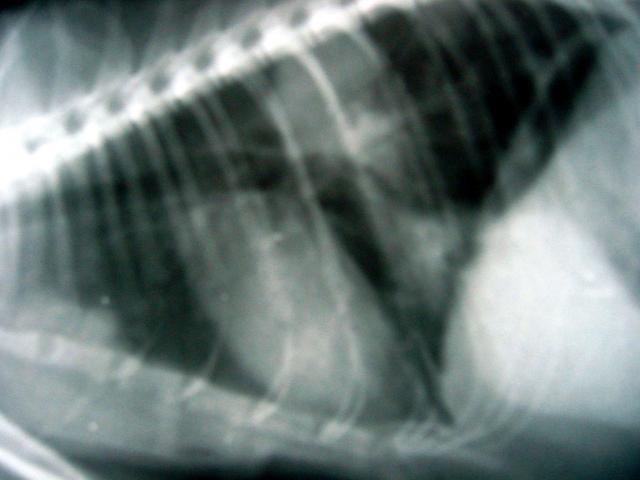 犬支气管肺炎X线影像