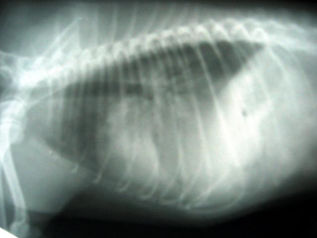 犬大叶性肺炎侧位X线片