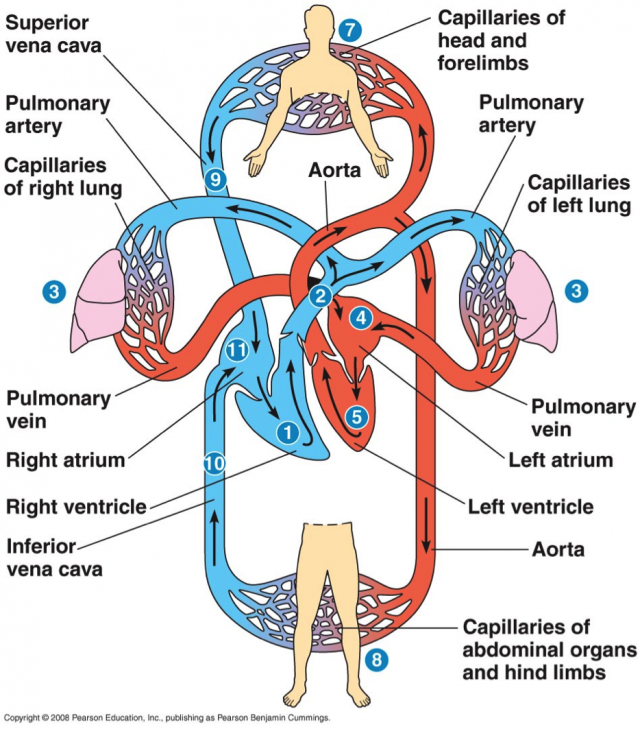 人体血液循环示意图