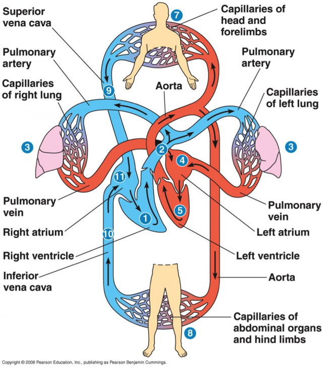 心脏的动静脉的循环图图片