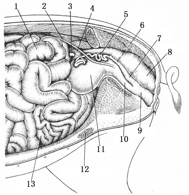 二月龄母猪生殖系统（侧面）
