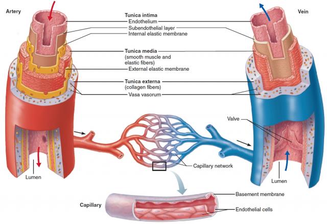 动脉、静脉和毛细血管管壁的结构