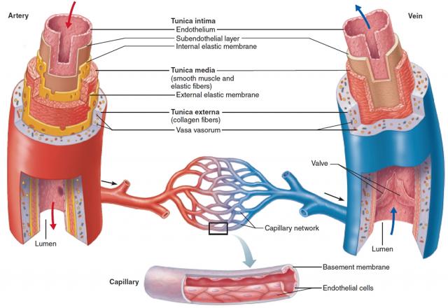 毛细血管壁分层结构图图片