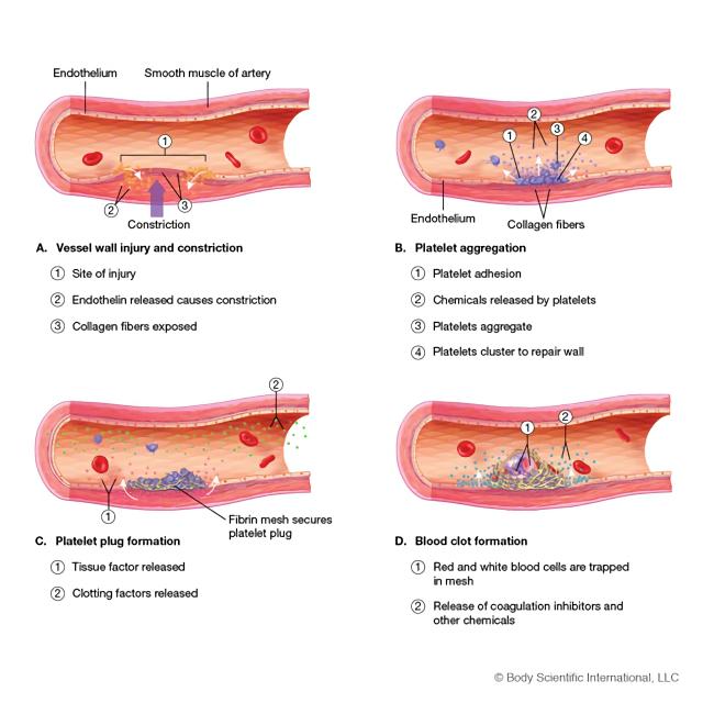 血栓形成过程