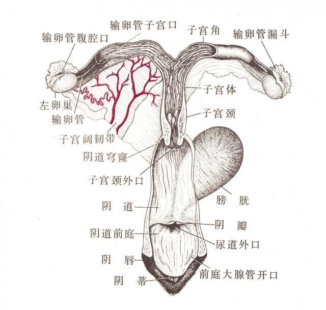 母马生殖系统（背面）