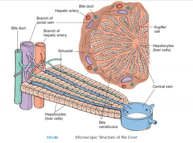 正常肝脏组织结构模式图
