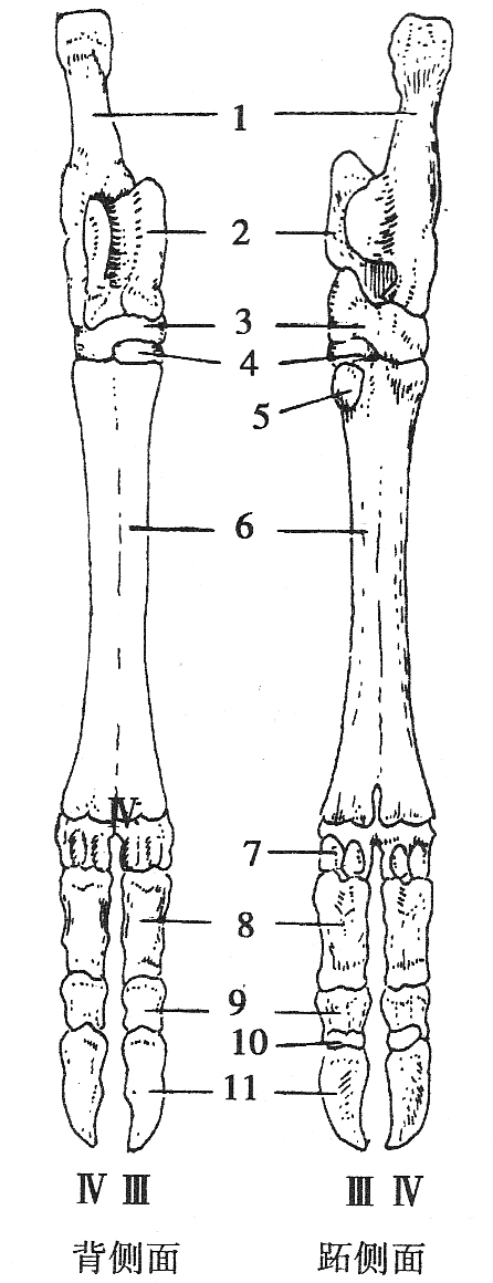 牛的后脚骨解剖构造
